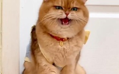 pornhub janpese 韩国